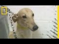 Greyhound Adoption Process Overview