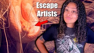 Corn Snake Escapes - Prevention and How To Find Them