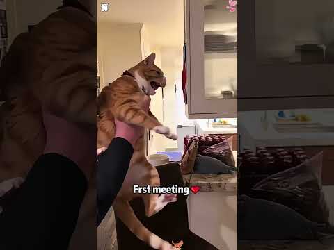 Cats and dogs are friends #funny #youtube #pets #animaljoke #action #funniestvideo #funnymoment