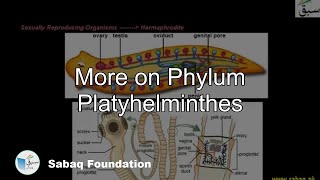 More on Phylum Platyhelminthes