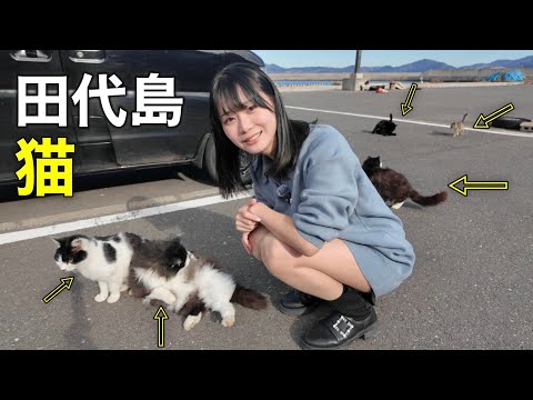 猫まみれ確定！田代島で“過去最多”の猫に囲まれてもう帰れません・・・【宮城県】