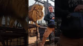 Rescued LION BROTHERS Return Home! #shorts