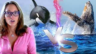 Why Do Humpback Whales Save Other Animals From Orcas?