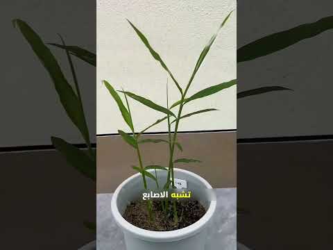 الزنجبيل أفضل دواء في العالم