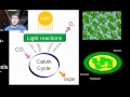 Biology Essentials: Free Energy Capture and Storage