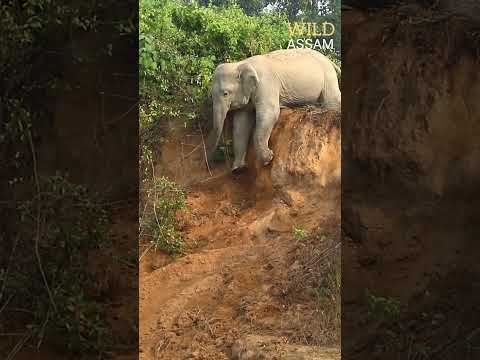Elephants fell down from bank
