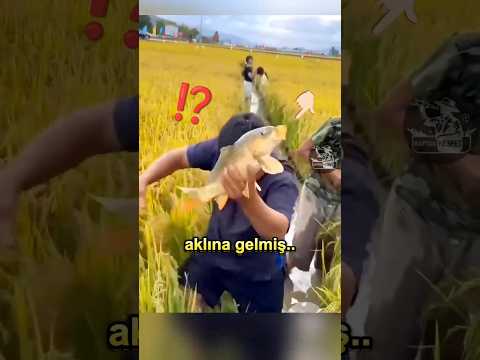 Tek Taşla 3 Kuş: Tarlada Balık Yetiştirmek 🐟🍚