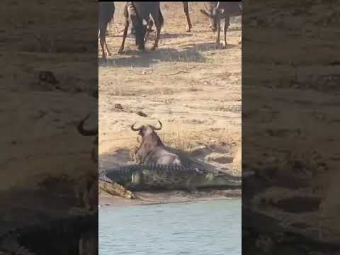 ஆபத்தில் உதவிய நீர்யானைகள் || Hippopotamus Saves Wildebeest || Animal Voiceover Tamil