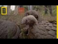 Pangolin Conservation and Trade Issues