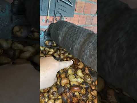 Máquina de cortar castanha do caju ￼