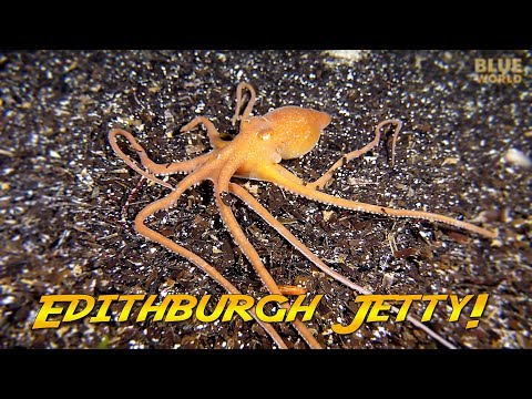 Weird critters under Edithburgh Jetty, South Australia!  (Are they dangerous?)