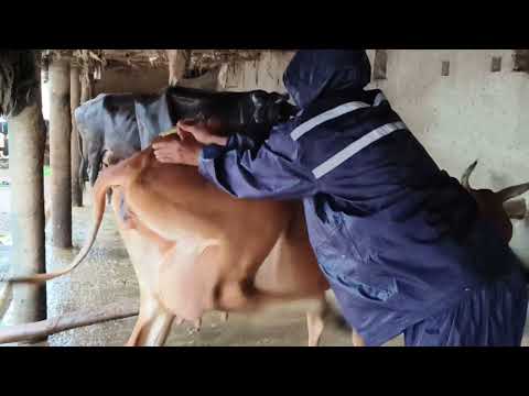 IM injection in a cow#Intramuscular injection technique in hindi for a cow#funny cow