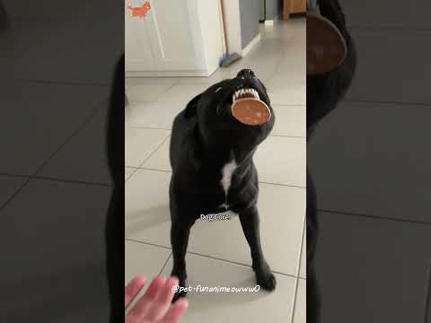 Dog core 🤣🤣🐶#usa #longervideos #cats #fypage #fypシ゚viral