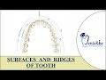 Dental Anatomy and Tooth Surfaces