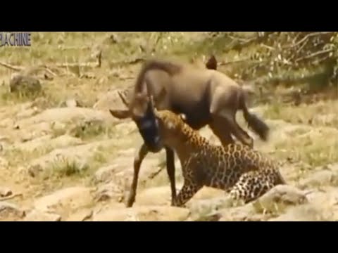 Leopard, Lions Hunt Prey Then Hyenas And Wild Dogs Come Over