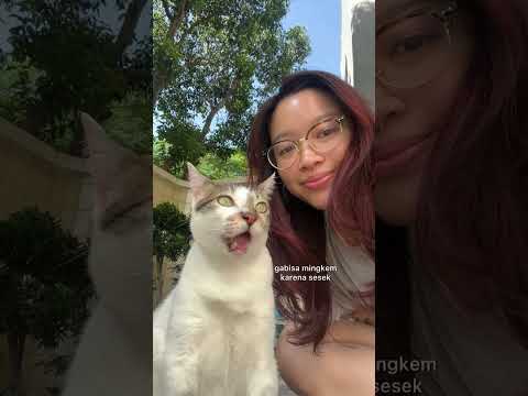 Buat yang punya anabul, kalau sesak nafas, langsung bawa ke dokter hewan ya 🙏