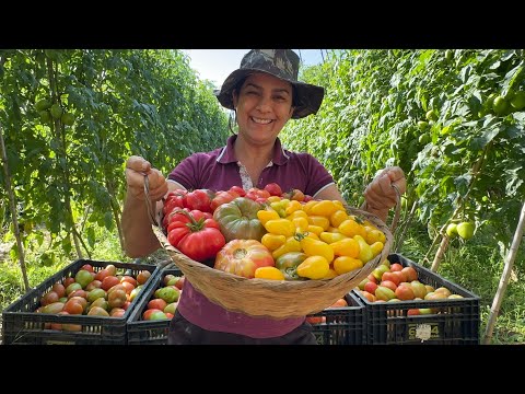 Plantei diferentes espécies de tomates e me surpreendi com a colheita!