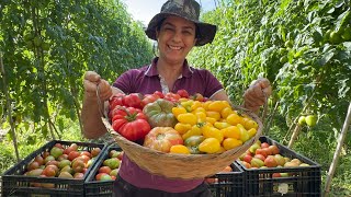 Plantei diferentes espécies de tomates e me surpreendi com a colheita!