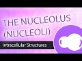Ribosome Assembly and Function