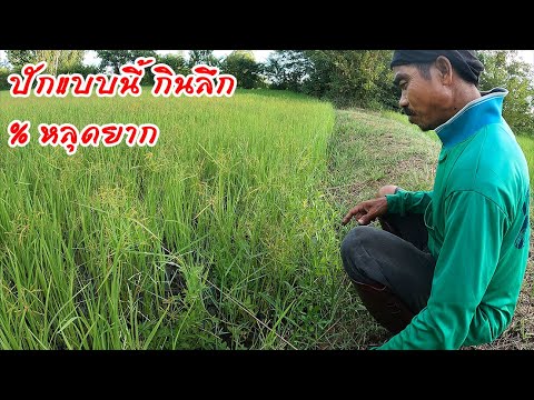 ภารกิจหมาน-ปักเบ็ดใส่เบ็ดให้หมาน-ปักแบบนี้เปอร์เซ็นติดดีและก อีสาน ออดหลอด ภารกิจหมาน ปักเบ็ดใส่เบ็ดให้หมาน ปักแบบนี้เปอร์เซ็นติดดีและก
