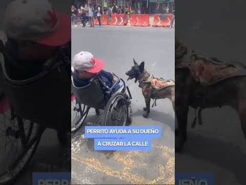 Perrito ayudando a cruzar la calle a su dueño 😍#inspiracional #motovacion #nuncaterindas