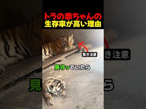 トラの赤ちゃんの生存率が高い理由