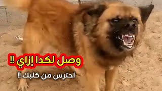 انت اللي عملت كدا في #كلبك. ازاي توصله للدرجة دي والحل في ايدك. #مشاكل_جلديه_وحساسيه والسر معروف !! 
