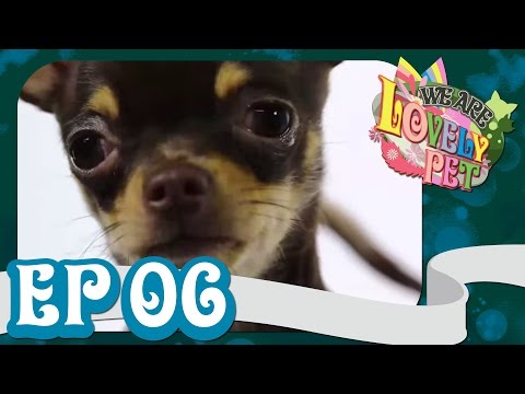 We Are Lovely Pet - "กิ๊ง กิ๊ง คุ๊" [Ep.6] 18+ l VRZO