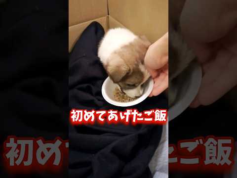 【感動】ミミズを食べていた子犬が初めて食べたドックフード#shorts #こてもみ日記