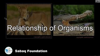 Relationship of Organisms