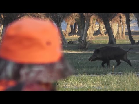 Yaban domuzu avı / wild boar hunting