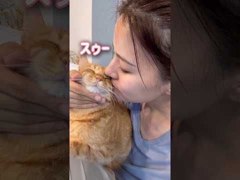 ママに顔面吸われると大人しくなる超甘えん坊の猫【とらまる】