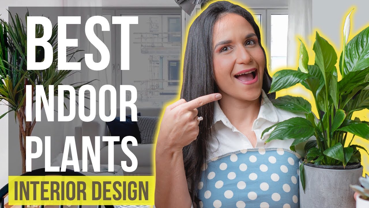 Best Indoor Plants | Interior Design Ideas Tips and Trends for Home Decor