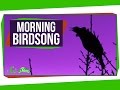 Understanding Songbirds and Their Morning Songs