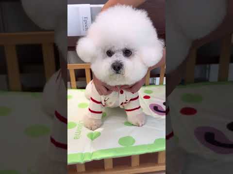 all the cute puppy love and happiness dancing dog cute puppy full of happiness #cute #viral #puppy