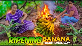 Traditional Method of Banana RIPENING 🍌 & Delicious MASALA FISH FRY with Roti for Dinner
