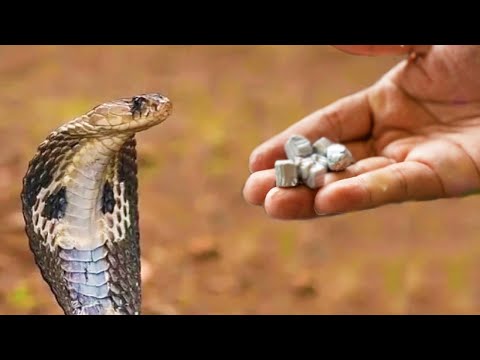 A soldier in the war fed the cobra every day and after a while the snake saved his life