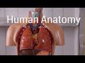 Human Anatomy and Physiology Concepts