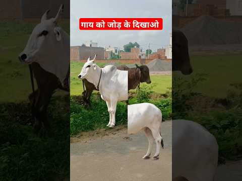 गाय को जोड़ के दिखाओ 🐄 #short #shortfeed #viralvideo #viralshort