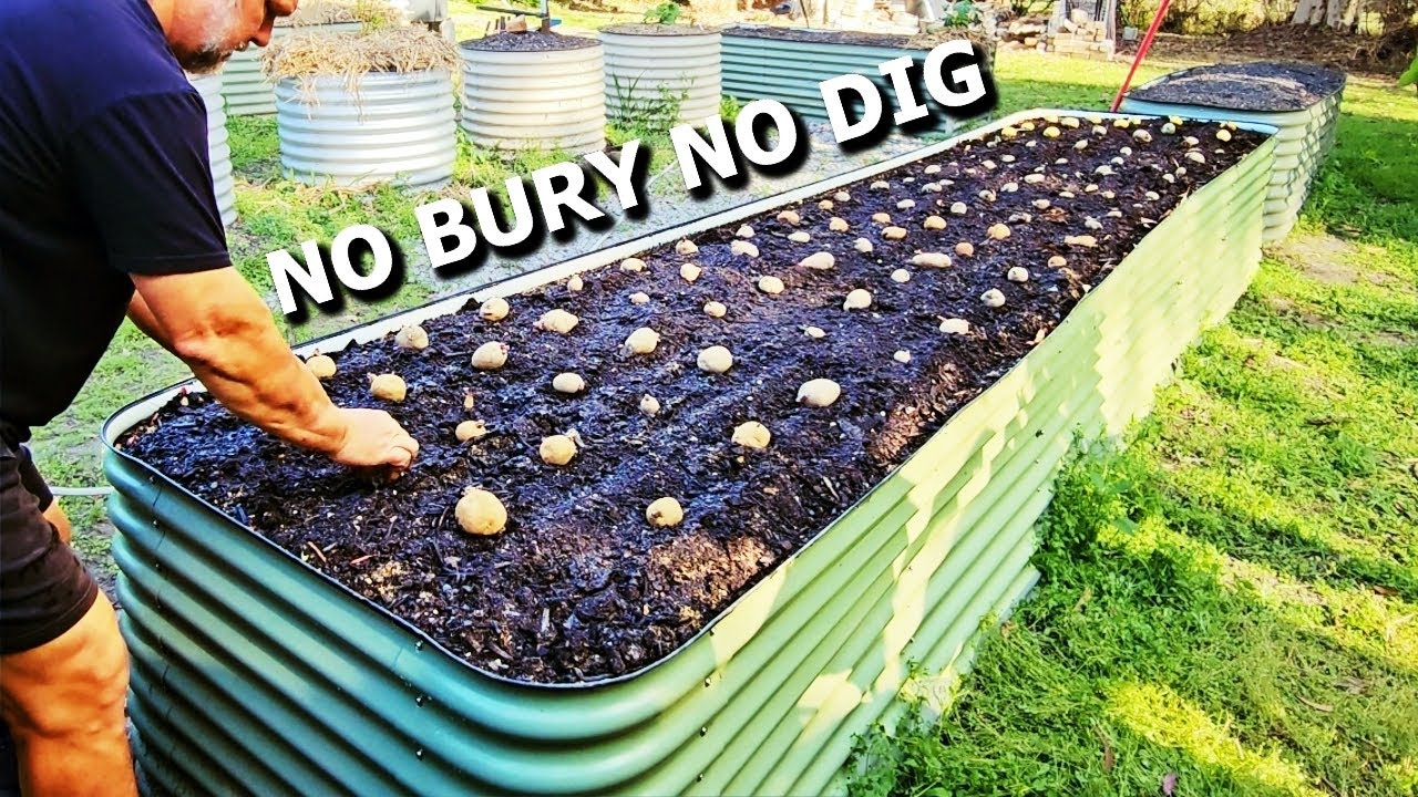 What Happens if You SURFACE LAY Potatoes Instead of BURY?