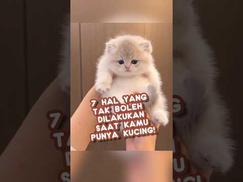 pernah melakukan hal ini untuk kucingmu? sbaiknya hindari ya! #kucing #cat #info #fakta #shorts