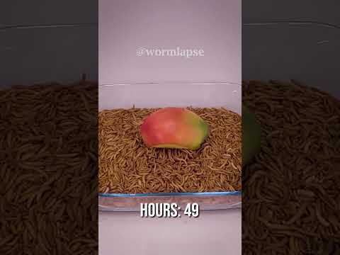 So satisfying to see this mango disappear