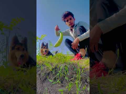 Ye kis bird ka egg hai 🪺 | Super fast tortoise 🐢 #shortvlog #shorts