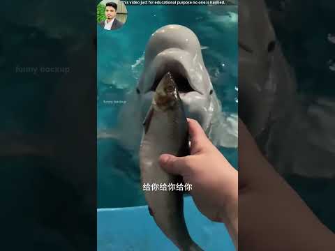 Why did the dolphin get so angry? 🐬😳Sometimes even the smartest sea creatures have a breaking point!