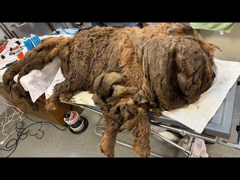 Over 32.5 Pounds of Filthy Fur Removed from a Homeless Tibetan Mastiff, Revealing Her Sweet Nature