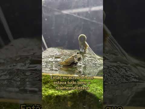 É maior do que você imagina 😰