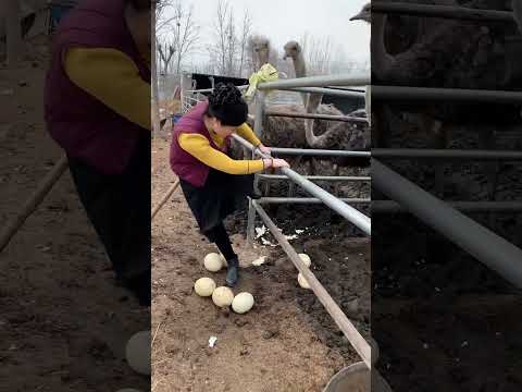 Best Real Activities Animals  part 473