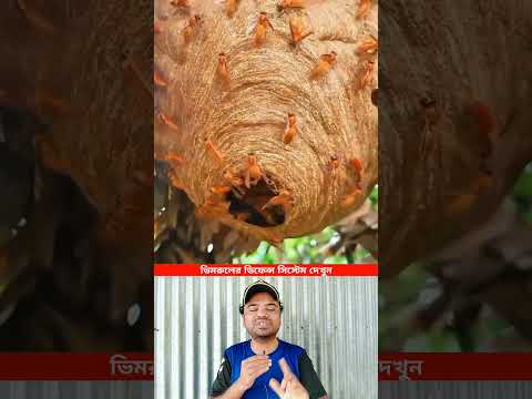 ভিমরুলের ডিফেন্স সিস্টেম। #shorts