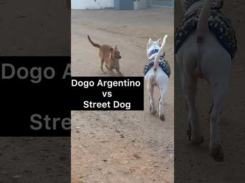 Mess?Dogo Argentino?vs Street Dog? #dogs #doglover #pets #viral #shorts
