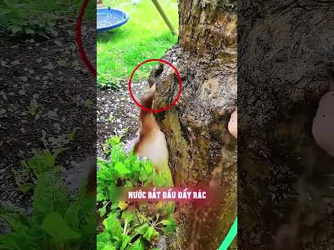 Anh chàng này muốn làm sạch bụi bẩn bên trong cây